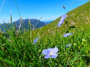 30 Linum alpinum (Lino)